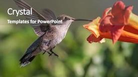  Presentation with beautiful nature in twilight - Audience pleasing slide set consisting of beautiful hummingbird photo backdrop and a gray colored foreground