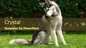  Presentation with husky - Beautiful slides featuring beautiful husky on a green meadow backdrop and a tawny brown colored foreground