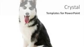 Presentation with husky - Colorful slide deck enhanced with beautiful husky on a white background backdrop and a white colored foreground
