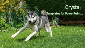  Presentation with husky - Audience pleasing presentation theme consisting of beautiful husky playing backdrop and a wine colored foreground