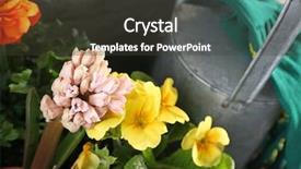  Presentation with blurred flowers - Slide deck featuring beautiful hyacinth and primula flowers background and a dark gray colored foreground