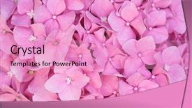  Presentation with hydrangea - PPT theme featuring beautiful hydrangea blossoms macro background and a coral colored foreground