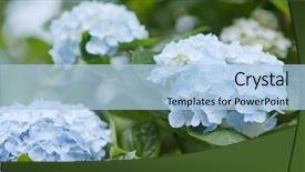  Presentation with hydrangea - Audience pleasing theme consisting of beautiful hydrangea field backdrop and a light blue colored foreground