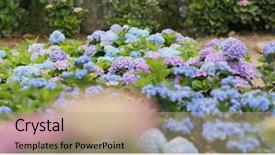  Presentation with hydrangea - PPT layouts with beautiful hydrangea field background and a coral colored foreground