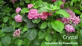  Presentation with hydrangea - Audience pleasing theme consisting of beautiful hydrangea flowers in garden backdrop and a  colored foreground
