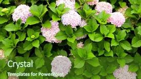  Presentation with hydrangea - PPT theme having beautiful hydrangea plant with many background and a forest green colored foreground