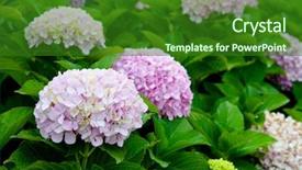  Presentation with pink flowers - Amazing slide deck having northern kelp crab spider crab shield back crab pugettia producta backdrop and a gray colored foreground.