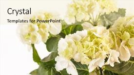  Presentation with hydrangea - Slides consisting of beautiful hydrangea background and a soft green colored foreground