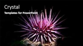  Presentation with divers - Presentation design consisting of beautiful-image-of-a-purple background and a black colored foreground