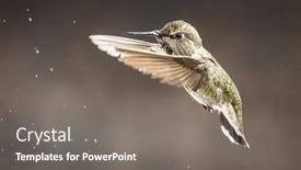 Presentation with flight - PPT layouts having beautiful-immature-male-anna-s background and a gray colored foreground
