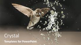  Presentation with water fountain - Presentation theme with beautiful-immature-male-anna-s background and a coral colored foreground