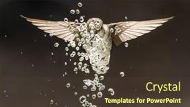  Presentation with water fountain - PPT theme featuring beautiful-immature-male-anna-s background and a tawny brown colored foreground