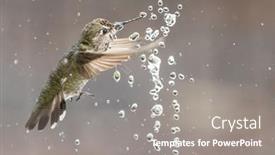  Presentation with water fountain - Theme consisting of beautiful-immature-male-anna-s background and a gray colored foreground