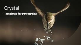  Presentation with water fountain - Presentation design having beautiful-immature-male-anna-s background and a black colored foreground