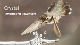  Presentation with water fountain - Slide deck enhanced with beautiful-immature-male-anna-s background and a gray colored foreground