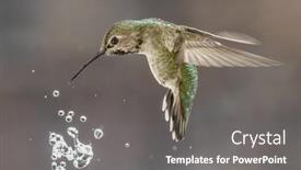  Presentation with water fountain - PPT theme with beautiful-immature-male-anna-s background and a gray colored foreground