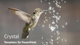  Presentation with water fountain - Presentation theme consisting of beautiful-immature-male-anna-s background and a gray colored foreground