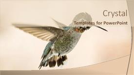  Presentation with flight - Presentation theme having beautiful-immature-male-anna-s background and a lemonade colored foreground