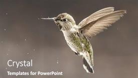  Presentation with flight - Presentation consisting of beautiful-immature-male-anna-s background and a gray colored foreground