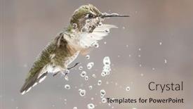  Presentation with water fountain - PPT theme enhanced with beautiful-immature-male-anna-s background and a light gray colored foreground