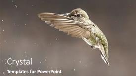  Presentation with flight - Theme consisting of beautiful-immature-male-anna-s background and a gray colored foreground