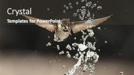  Presentation with water fountain - Slides with beautiful-immature-male-anna-s background and a dark gray colored foreground