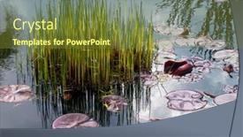  Presentation with aquatic - Slide set consisting of beautiful-in-nature-aquatic-plant background and a tawny brown colored foreground