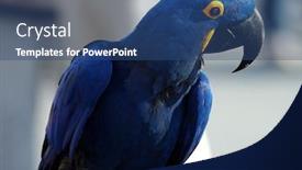  Presentation with parrot - Audience pleasing PPT theme consisting of beautiful-indigo-blue-parrot backdrop and a ocean colored foreground