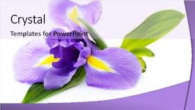  Presentation with iris flower - Slide set consisting of beautiful iris flower isolated background and a light blue colored foreground