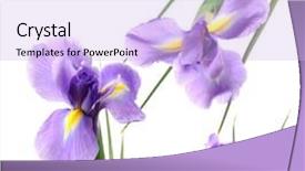  Presentation with iris flower - Slide set consisting of beautiful iris flower isolated background and a lavender colored foreground