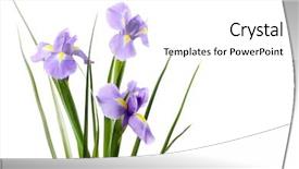  Presentation with iris flower - Colorful presentation design enhanced with beautiful iris flower isolated backdrop and a  colored foreground