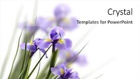  Presentation with iris flower - Slides consisting of beautiful iris flower on light background and a  colored foreground