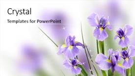  Presentation with iris flower - Colorful slide deck enhanced with beautiful iris flower on light backdrop and a  colored foreground