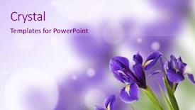  Presentation with bright - Presentation design consisting of beautiful iris flowers on bright background and a sky blue colored foreground