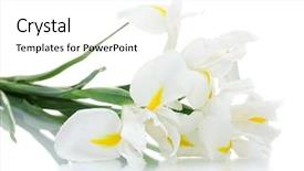  Presentation with monarch butterfly isolated on white - Colorful theme enhanced with beautiful irises isolated on white backdrop and a white colored foreground