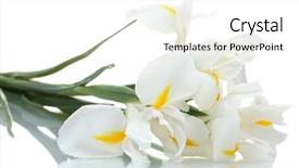  Presentation with iris flower - Theme with beautiful irises isolated on white background and a white colored foreground