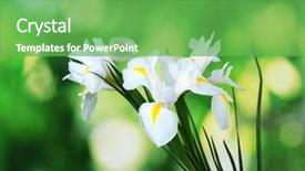  Presentation with maths green - Cool new theme with beautiful irises on green background backdrop and a seafoam green colored foreground