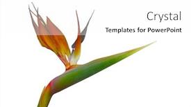  Presentation with paradise - Presentation theme consisting of beautiful isolated closeup of a bird of paradise flower background and a white colored foreground