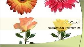  Presentation with yellow rose - Colorful slides enhanced with beautiful-isolated-pink-yellow backdrop and a blonde colored foreground