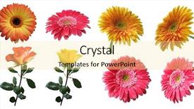  Presentation with yellow rose - Slide set with beautiful isolated pink yellow background and a blonde colored foreground