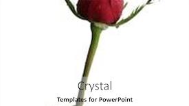  Presentation with designs - Presentation with rose flower isolated on white background and a white colored foreground