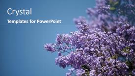  Presentation with purple flowers - Audience pleasing PPT layouts consisting of beautiful-jacaranda-tree backdrop and a teal colored foreground