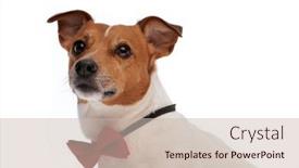  Presentation with russell - Slide deck featuring beautiful-jack-russell-terrier-dog background and a  colored foreground