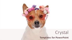  Presentation with russell - PPT theme enhanced with beautiful-jack-russell-terrier-dog background and a lemonade colored foreground