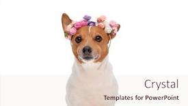  Presentation with russell - Presentation design consisting of beautiful-jack-russell-terrier-puppy background and a lemonade colored foreground