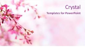  Presentation with cherry blossom - PPT theme consisting of beautiful japanese cherry blossom background and a pink colored foreground