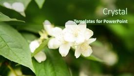  Presentation with jasmine - 