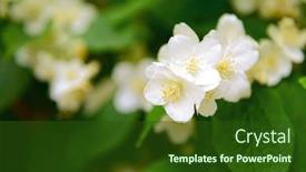  Presentation with jasmine - 