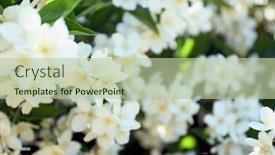  Presentation with jasmine - 