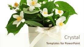  Presentation with jasmine - Slide set having beautiful jasmine flowers in vase isolated on white background and a cream colored foreground